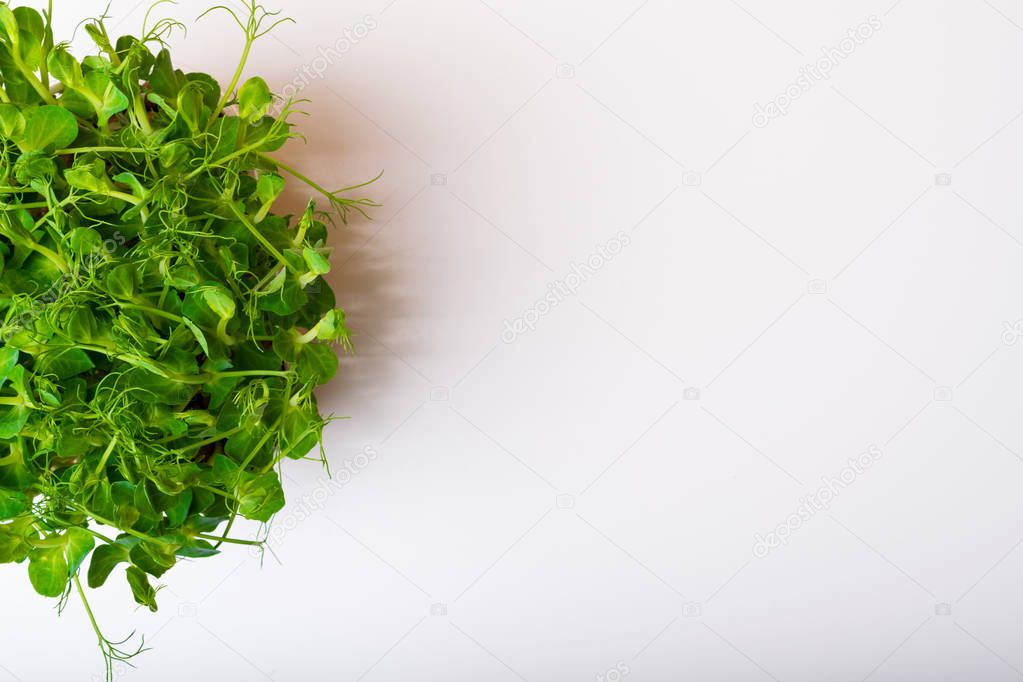 Batch of pea micro greens on white background, health eating concept, fibre, copy space