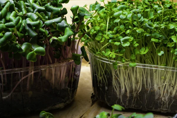 Ecologically clean food. Microgreen in plastic boxes, health food concept