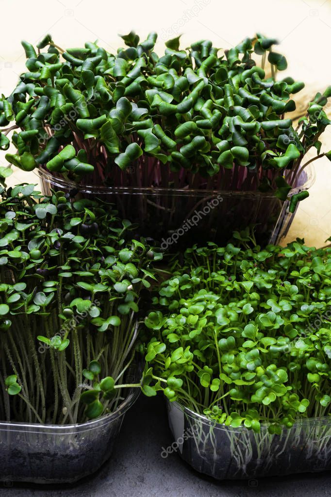 A microgreen is a young vegetable green. A microgreen or Sprouts in plastic boxes are raw living sprout vegetables germinated from high quality organic plant seeds. Fibre high greens
