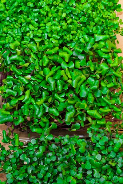 Micro greens sprouts isolated on wooden background. Healthy eating, fresh organic produce and restaurant concept. Top view on watercress, radish, arugula sprouts, fibre rich greens copy space