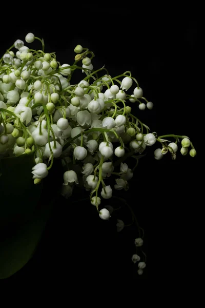 Primavera Fresca Flores Perfumadas Lírio Vale Fundo Preto Fundo Brilhante — Fotografia de Stock