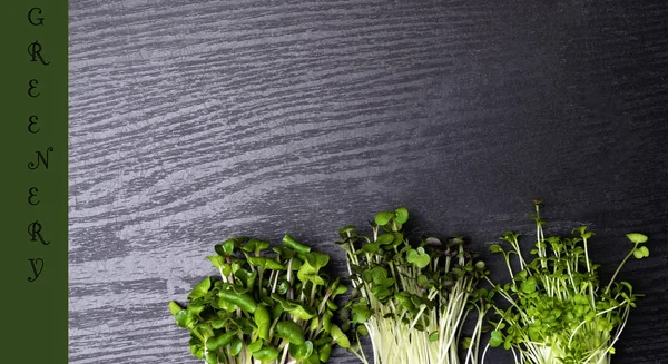 Micro greens sprouts isolated on wooden background. Healthy eating, fresh organic produce and restaurant concept. Top view on watercress, radish, arugula sprouts, fibre rich greens copy space