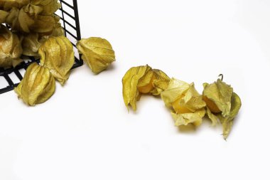 Beyaz arka plan üzerinde izole physalis grup portre.