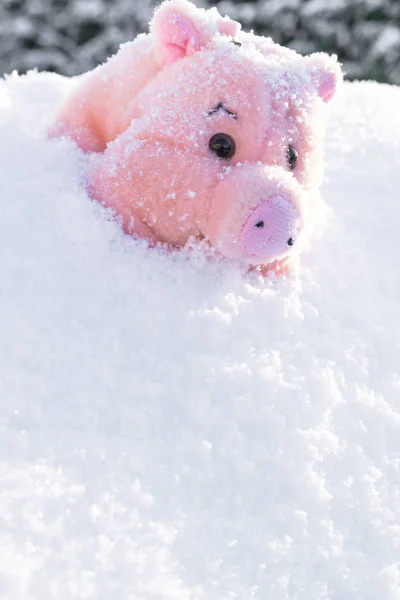 Porcellino Rosa Giocattolo Con Fiore Neve Bianca Copia Spazio — Foto Stock