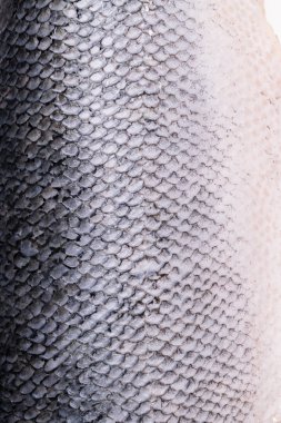 güzel somon, taze somon, Bütün somon karkas, portre, omega 3 kaynağı