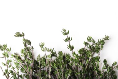 Beyaz arka plan kopya alanı üzerinde izole kekik taze ot