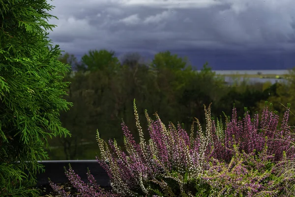 Purple Heather Pot Heather Flowers Window Concept Countryside View Window — Stock Photo, Image