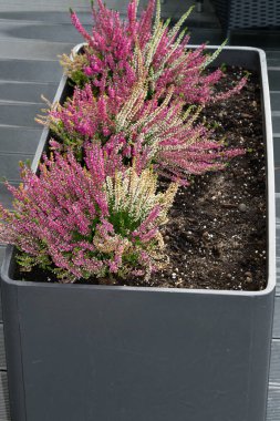 Tencerede açık pembe Calluna vulgaris çiçekler