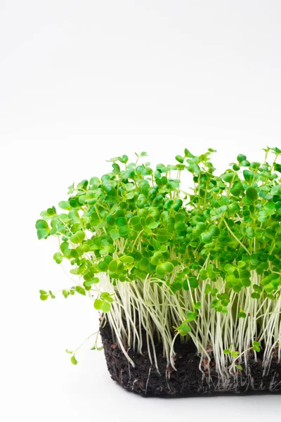 Microgreen Klíčky Syrové Kapusty Microgreens Zdravé Stravovací Koncept Izolované Bílém — Stock fotografie