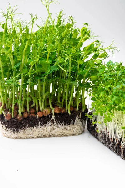 Microgreen Mladé Zelené Zeleniny Microgreen Nebo Klíčky Jsou Syrové Živé — Stock fotografie