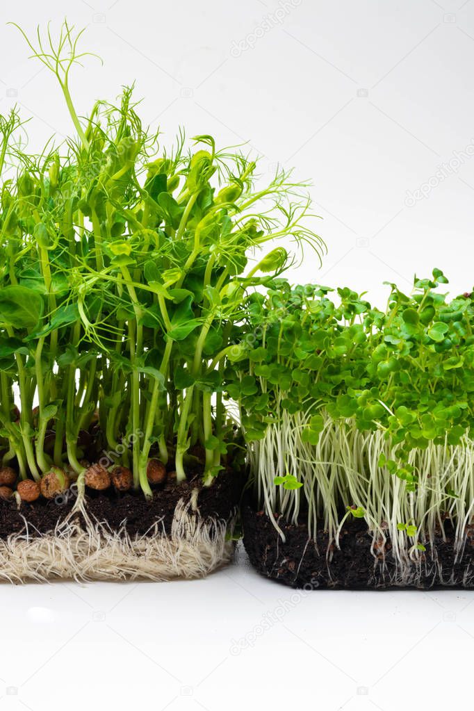 microgreen mustard sprouts Raw sprouts, microgreens, healthy eating concept, mockup for healthy eating and organic restaurant cooking advertisement on white background