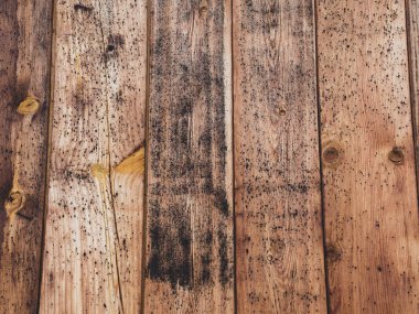 old rustic wood with mold or fungal on top background texture clipart