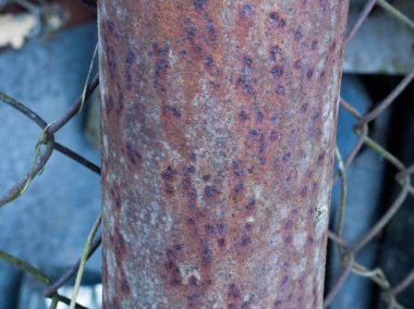 Pas doku ve yaşlı çitin arkasında eski metal trompet