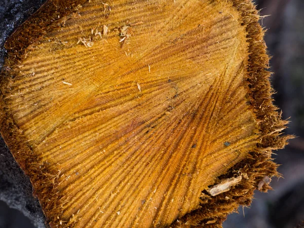 Tunggul Jeruk Kayu Bulat Ditebang Pohon Dengan Cincin Tahunan Sebagai — Stok Foto