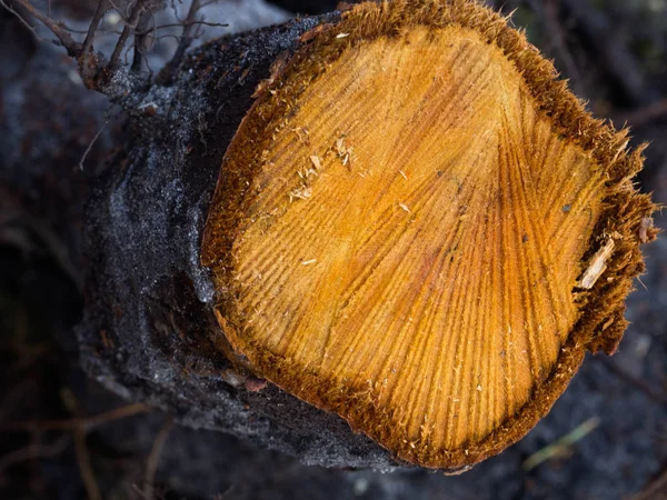 Cross section of tree trunk, fresh rough orange circle cut