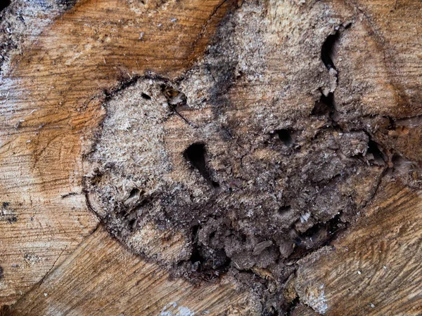 Tunggul Pohon Ditebang Bagian Dari Batang Dengan Cincin Tahunan — Stok Foto