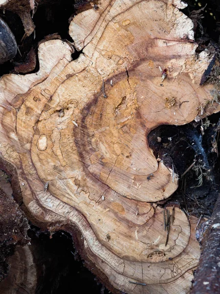 Tunggul Pohon Ditebang Bagian Dari Batang Dengan Cincin Tahunan — Foto Stok Gratis
