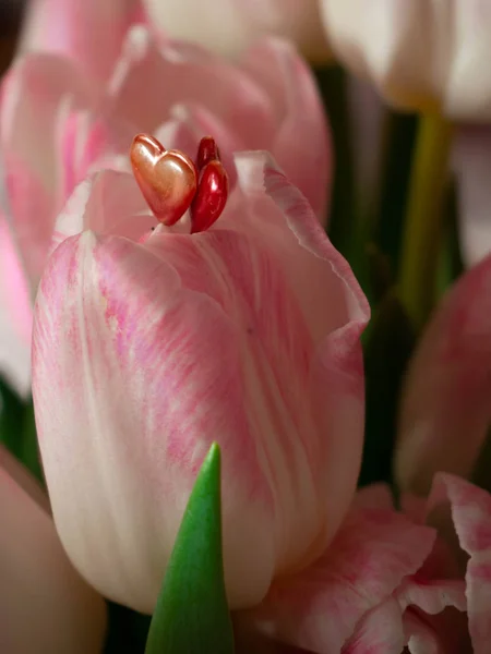Niewyraźne Bukiet Wiosennych Kwiatów Różowe Tulipany Niewyraźne Tło Kartka Świąteczna — Zdjęcie stockowe