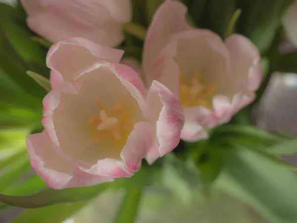 Tulipes Printanières Floues Joyeuse Fête Des Mères Nature Morte Romantique — Photo