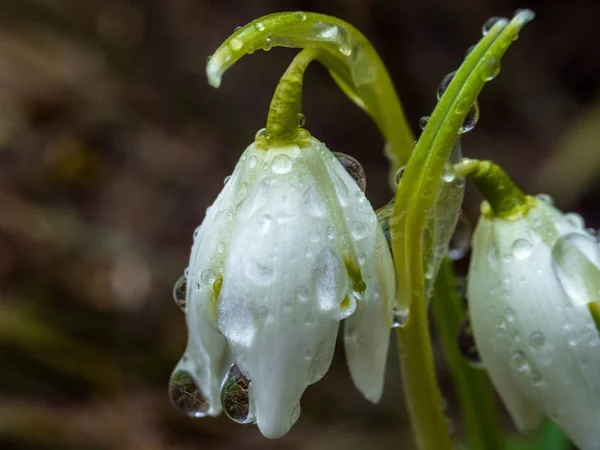 Gotas de neve brancas com gotas no primeiro dia de primavera. Primavera flores queda de neve florescendo em dia ensolarado — Fotografia de Stock