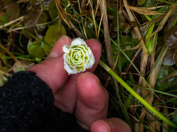 Snödroppe i hand — Stockfoto