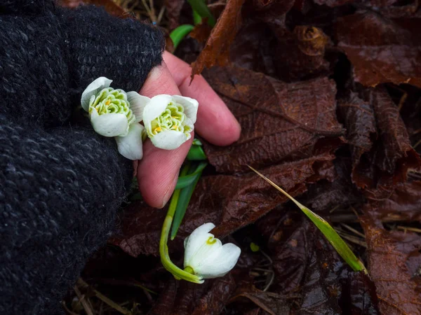 Gotas de neve em mãos de mulher perto. A primavera está chegando — Fotografia de Stock