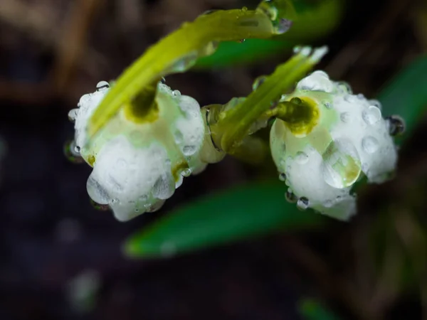 첫 번째 꽃입니다. 봄 snowdrops 꽃 숲 — 스톡 사진