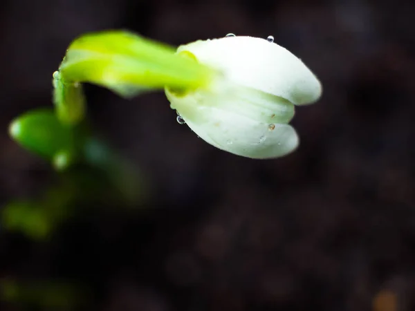 Flores borradas da gota de neve da mola no jardim da mola, matte — Fotografia de Stock