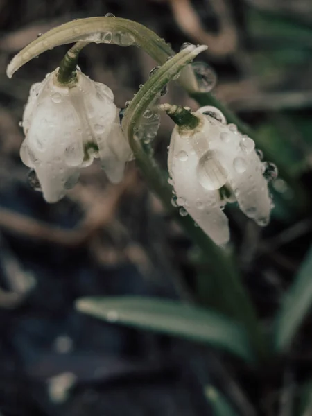 Flores borradas da gota de neve da mola com gotas de água na floresta da mola, foco seletivo — Fotografia de Stock