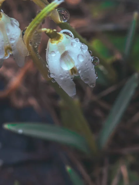 Primavera Snowdrop Flores com gotas de água no jardim da primavera, macro — Fotografia de Stock