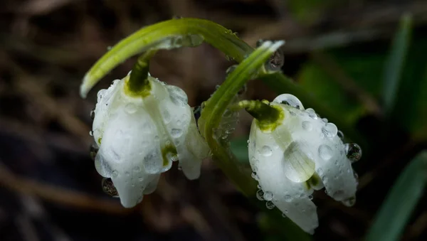 As primeiras flores. Flores de gotas de neve de primavera na floresta, foco seletivo — Fotografia de Stock