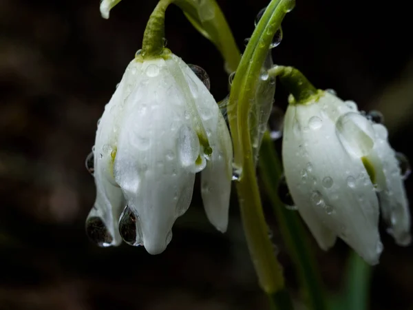 Primeiras flores, com gota de água macro em folhas Flores de gotas de neve de primavera na floresta, foco seletivo — Fotografia de Stock