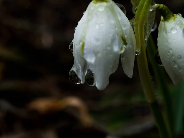 Primeiras flores, com gota de água macro em folhas Flores de gotas de neve de primavera na floresta, foco seletivo — Fotografia de Stock