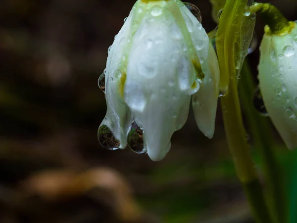 Close-up de uma flor selvagem de gota de neve Galanthus nivalis na chuva. Gota de água em uma gota de neve, foco seletivo, macro — Fotografia de Stock