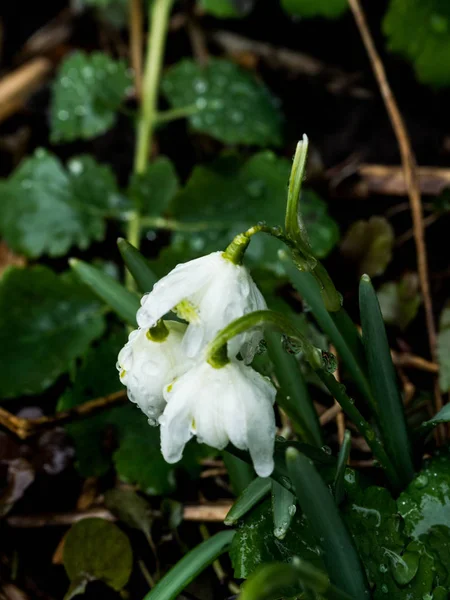 First spring flowers, snowdrops in garden, selective focus — 图库照片