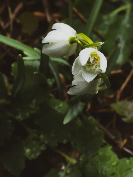 Desfocado belas flores gota de neve Galanthus nivalis close-up . — Fotografia de Stock