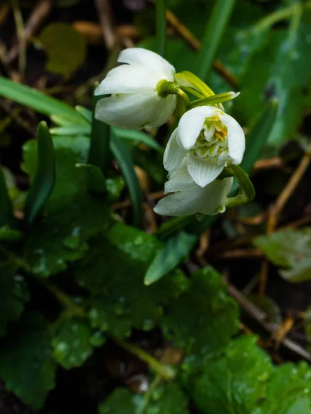 Размытые красивые подснежники Galanthus nivalis крупным планом . — стоковое фото