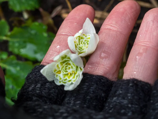 Snowdrops di tangan wanita menutup. Musim semi akan datang — Stok Foto