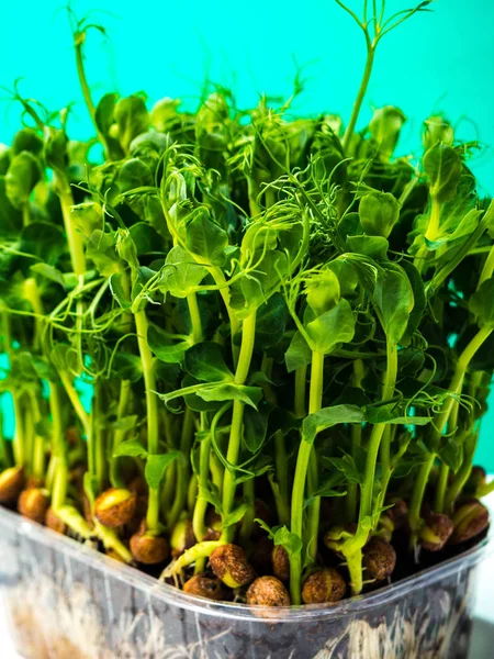 Raízes de ervilhas orgânicas — Fotografia de Stock