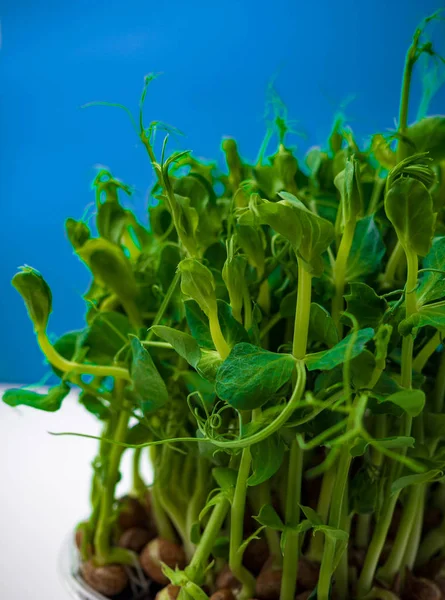 Een groene erwt sprout geïsoleerd op een blauw — Stockfoto