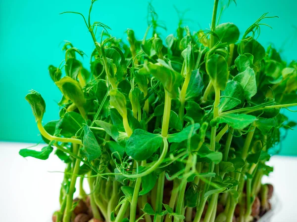 Ervilha orgânica micro brotos crescendo em caixa de plástico — Fotografia de Stock