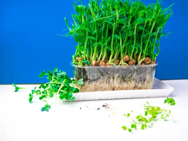 Een groene erwt sprout geïsoleerd op een blauw — Stockfoto