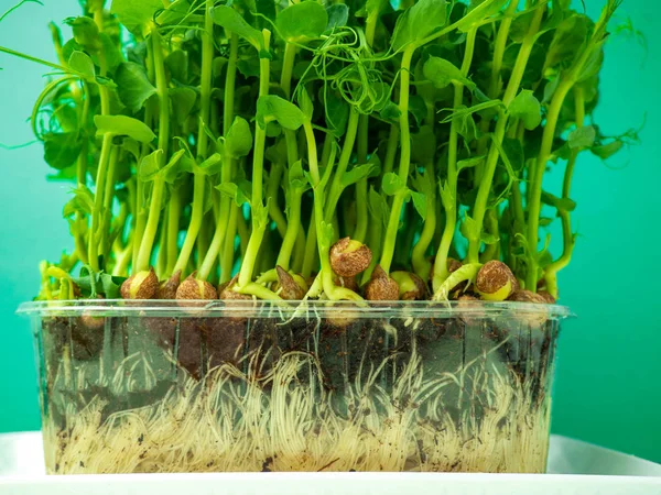Органічні горохові мікро паростки, що ростуть у пластиковій коробці — стокове фото