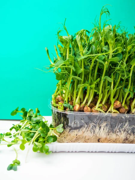 Βιολογικά μπιζέλι μικρο λαχανάκια αυξάνεται σε πλαστικό κουτί — Φωτογραφία Αρχείου