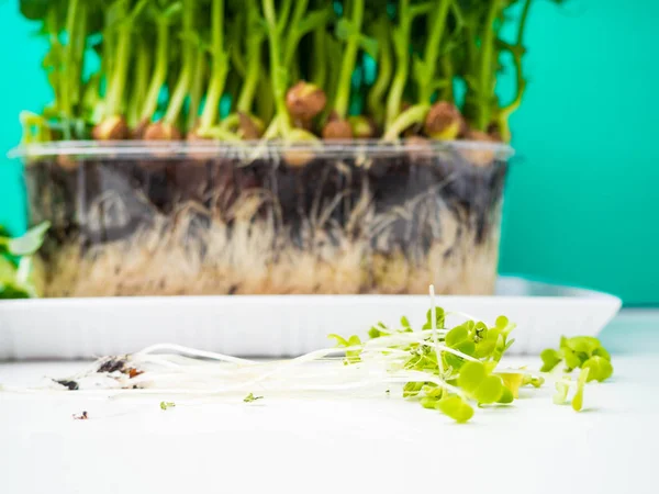 Органічні горохові мікро паростки, що ростуть у пластиковій коробці — стокове фото