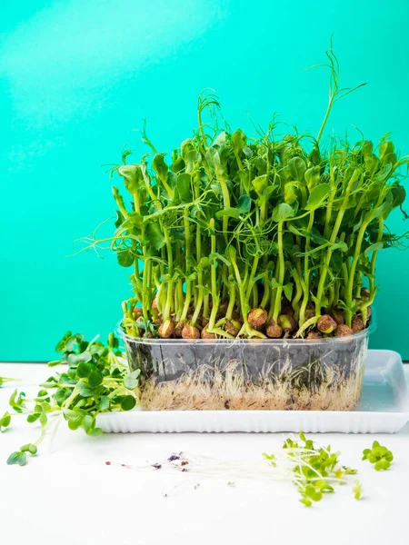 Ervilha orgânica micro brotos crescendo em caixa de plástico — Fotografia de Stock