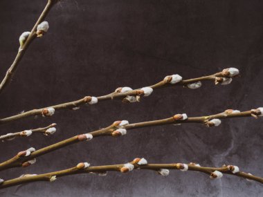 Beton arka planda söğüt catkins kopya uzay Paskalya