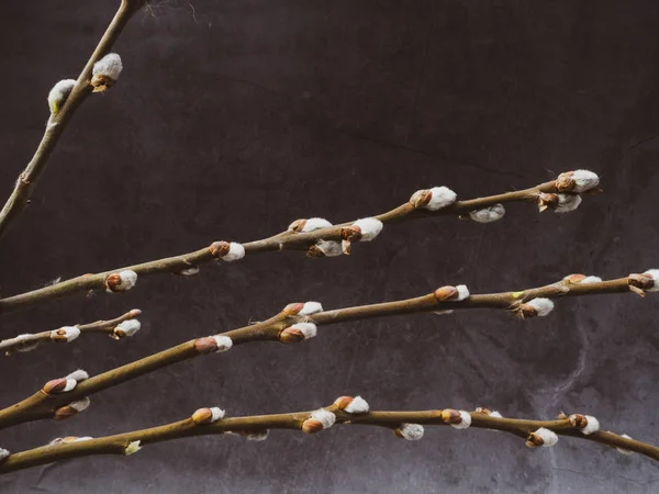 Beton arka planda söğüt catkins kopya uzay Paskalya
