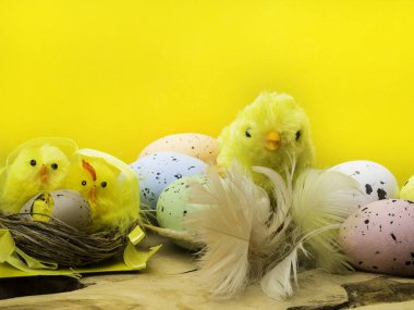 Sarı arka planda Paskalya yumurtaları ile küçük piliç