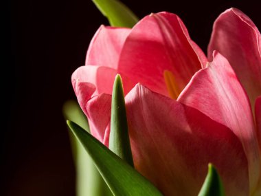Still Life Tulip siyah arka planda izole